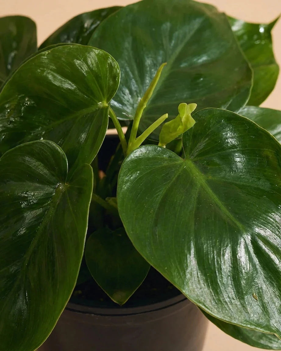 Philodendron Care