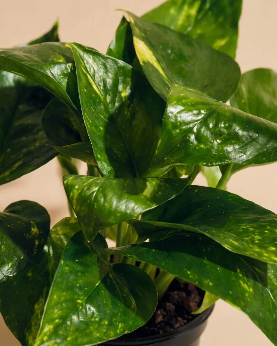 Pothos Care