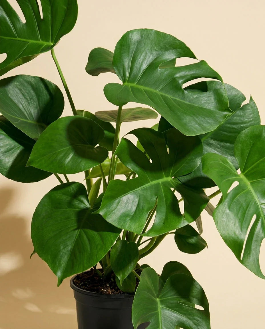 Monstera Care