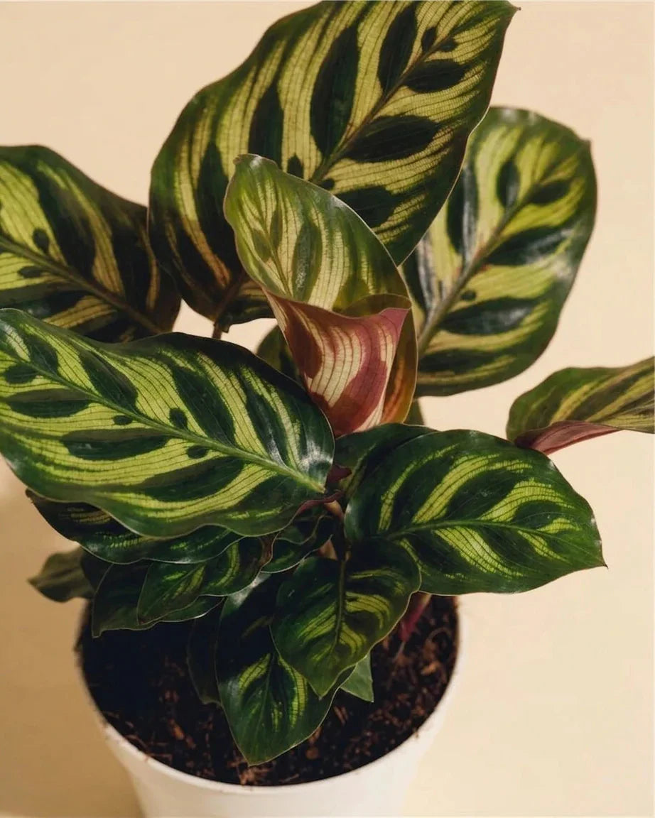 Calathea and Maranta Care