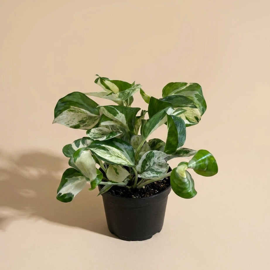 manjula vs pearls and jade pothos Pothos Manjula, Live Plant Delivery