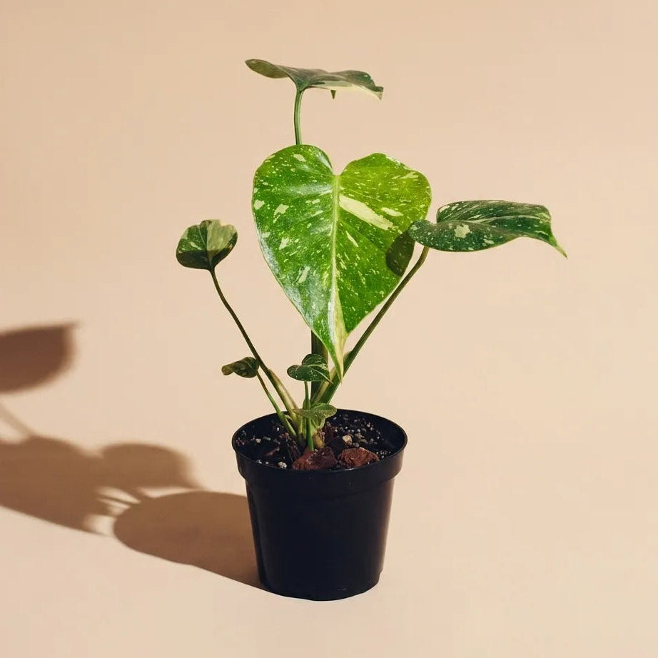 Monstera Thai Constellation, Rare Plant Delivery | Raíz Plants