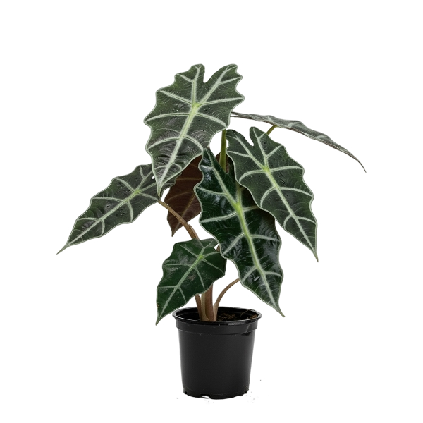 Alocasia African Mask