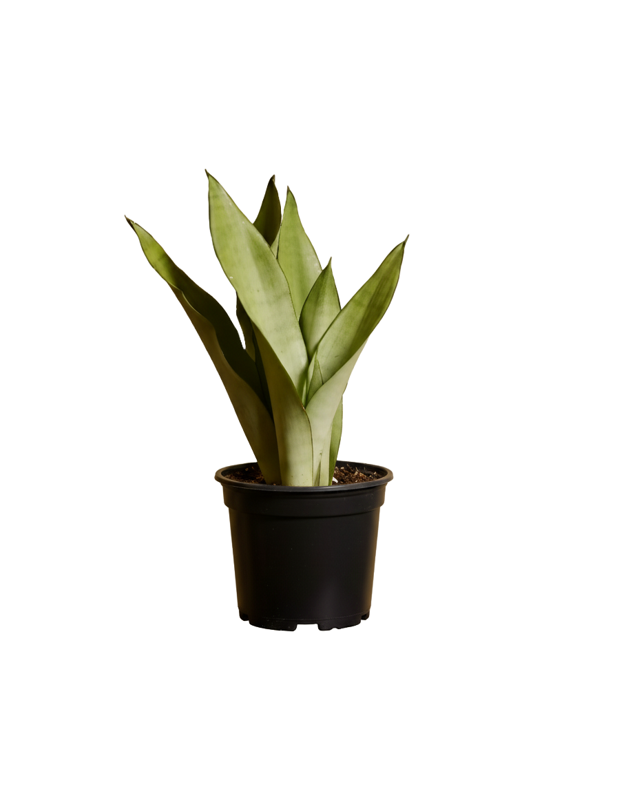 Snake Plant Moonshine