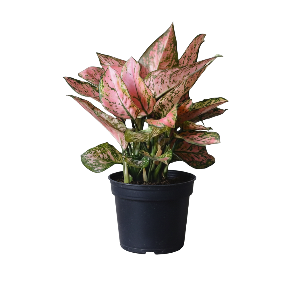 Aglaonema Lady Valentine