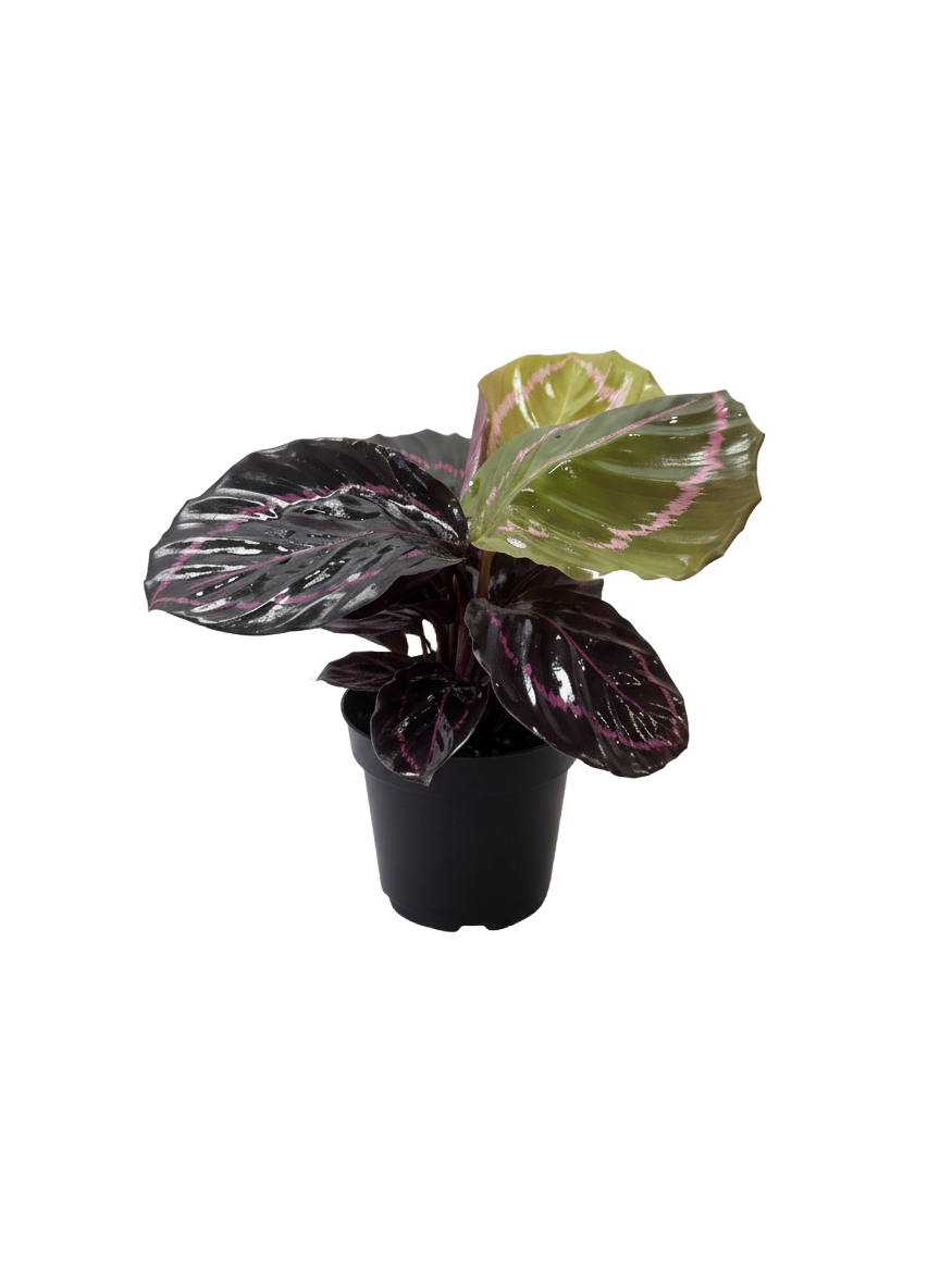 Calathea Red Peacock