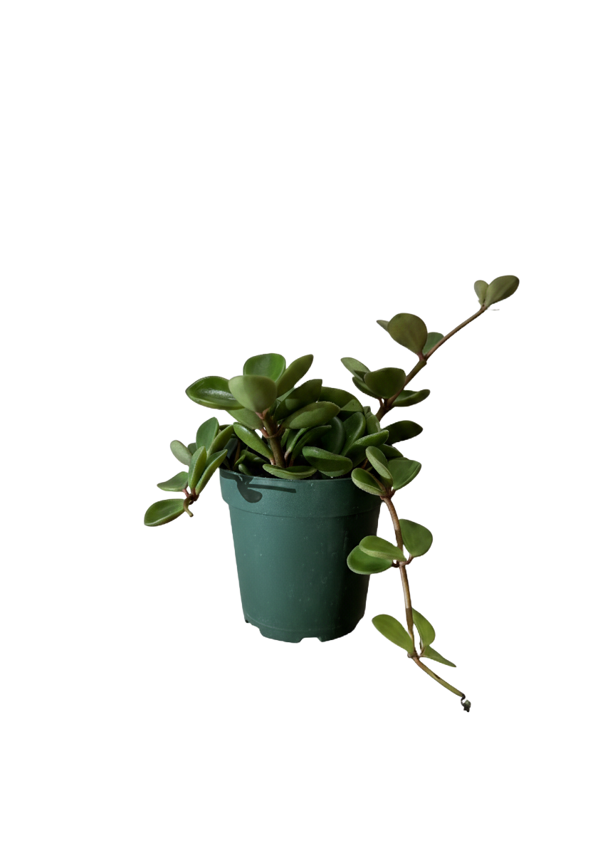 Peperomia Hope