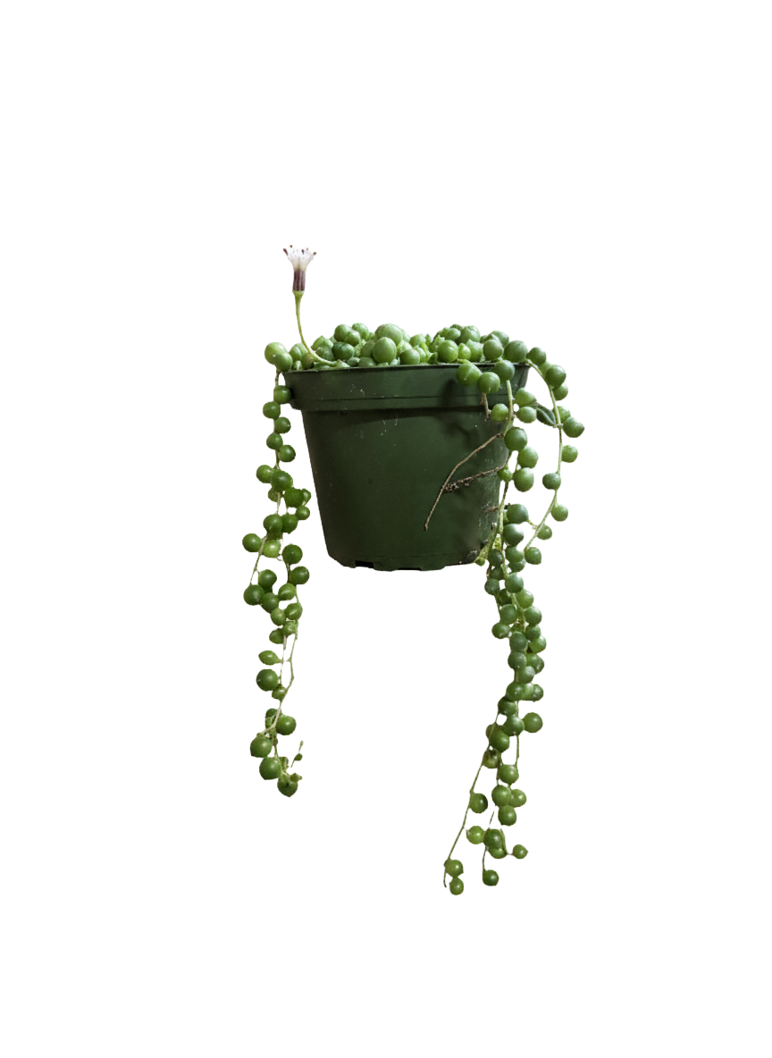 String of Pearls