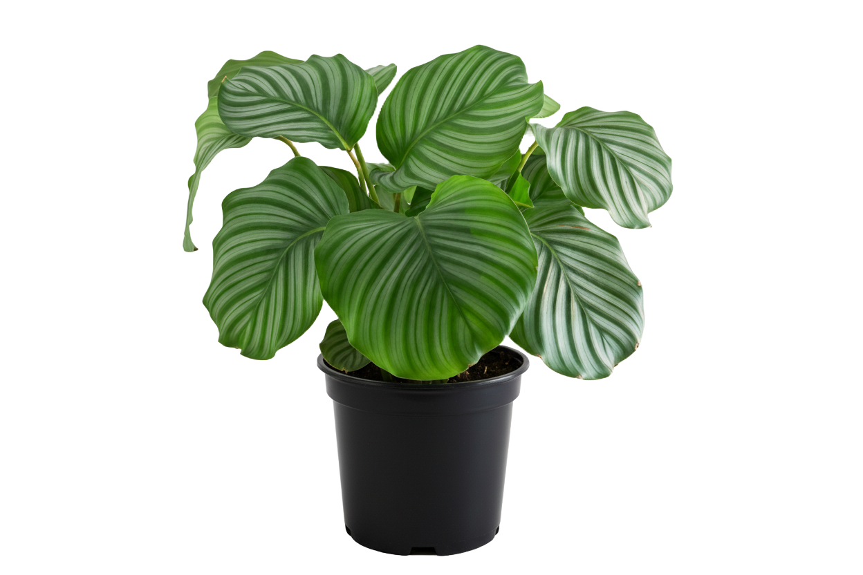 Calathea Orbifolia