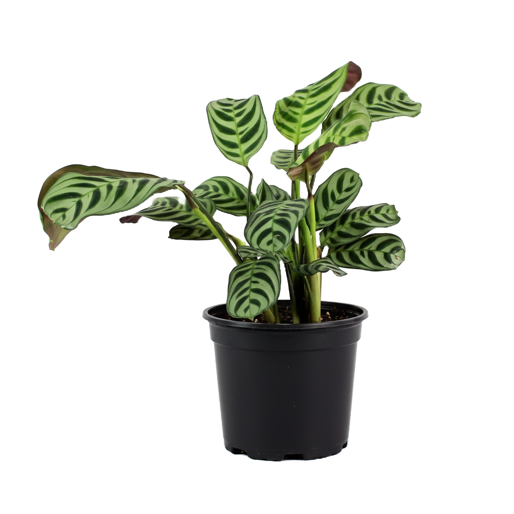 Calathea Burle Marxii