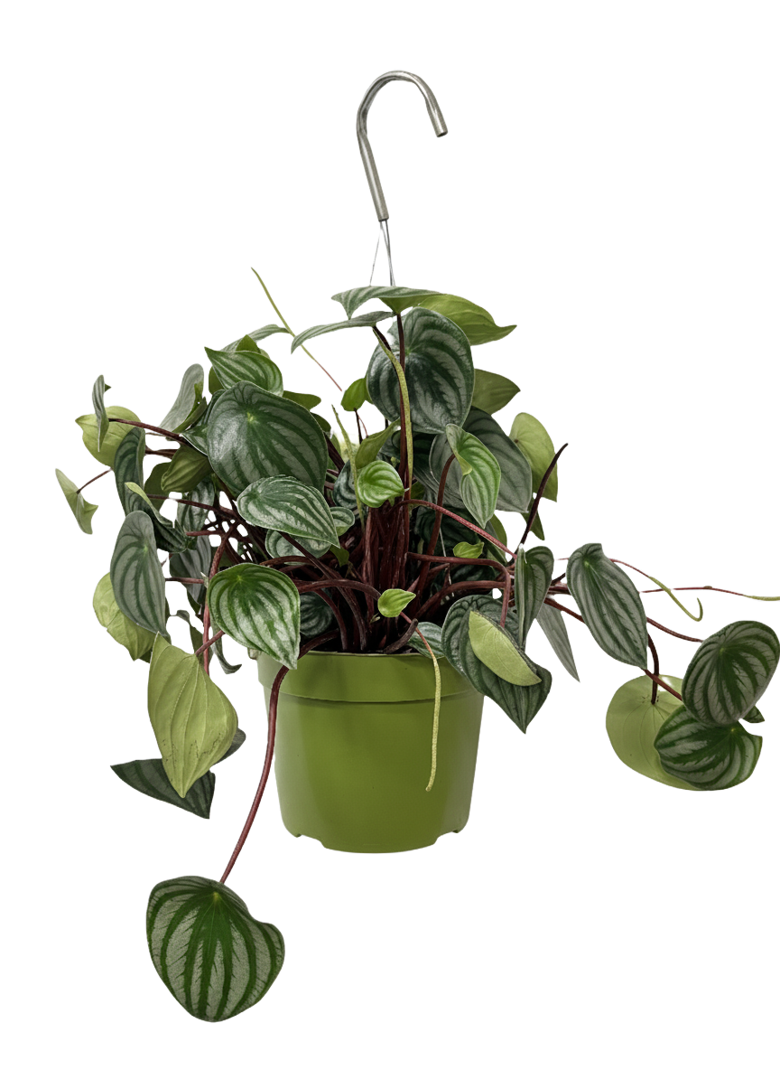 Peperomia Watermelon