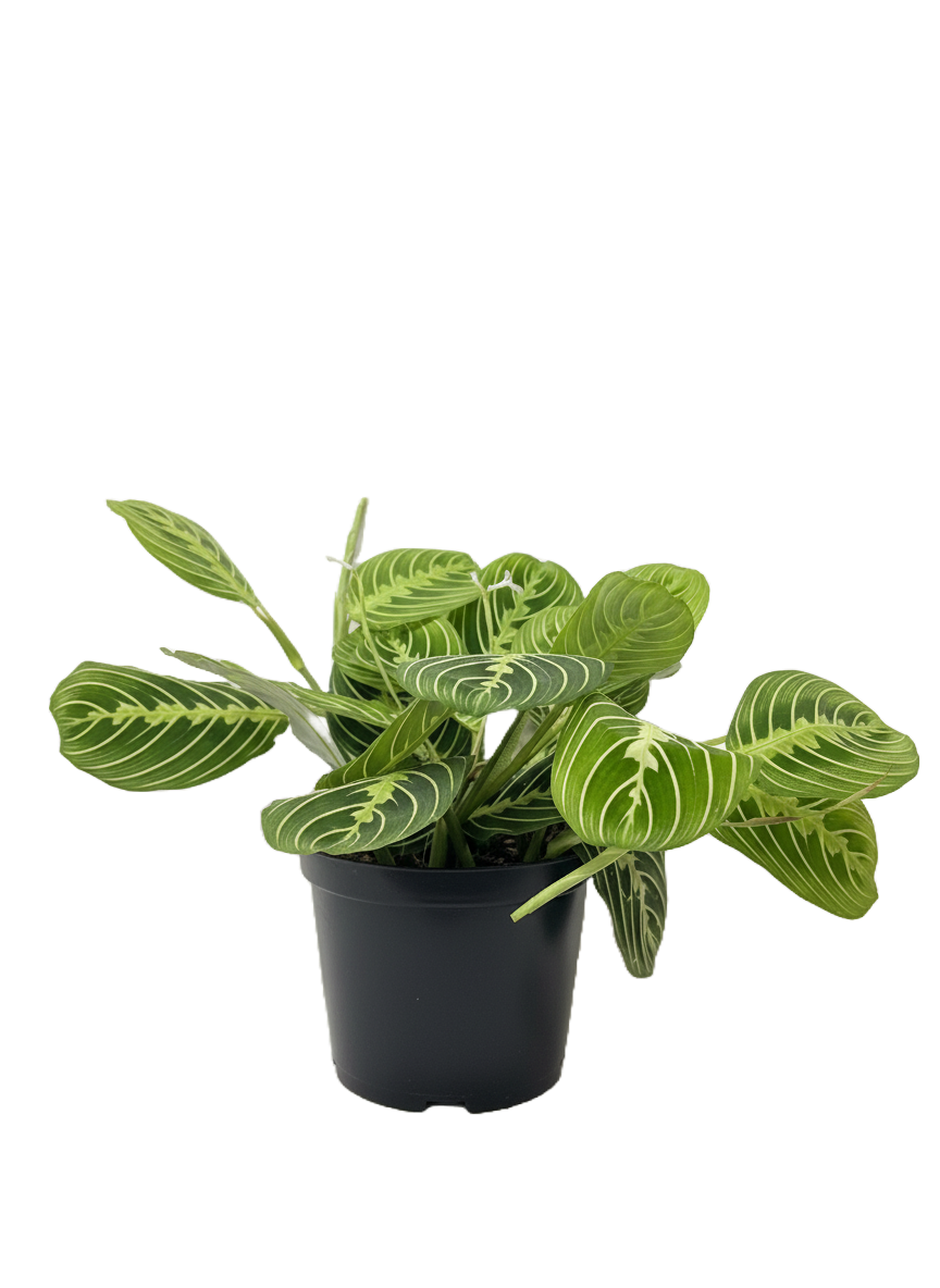 Maranta Lemon Lime
