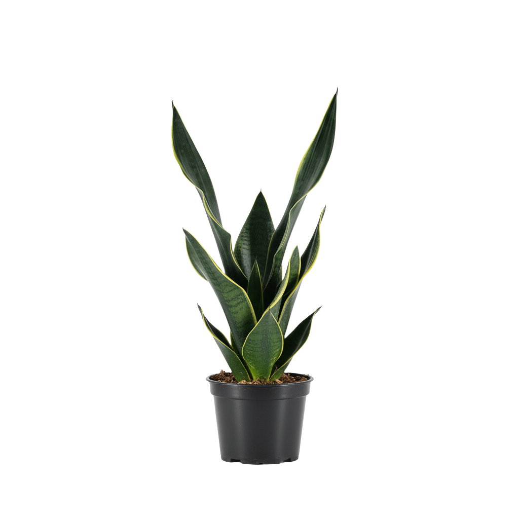 Snake Plant Super Fabi
