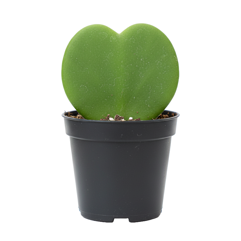 Hoya Kerri Heart
