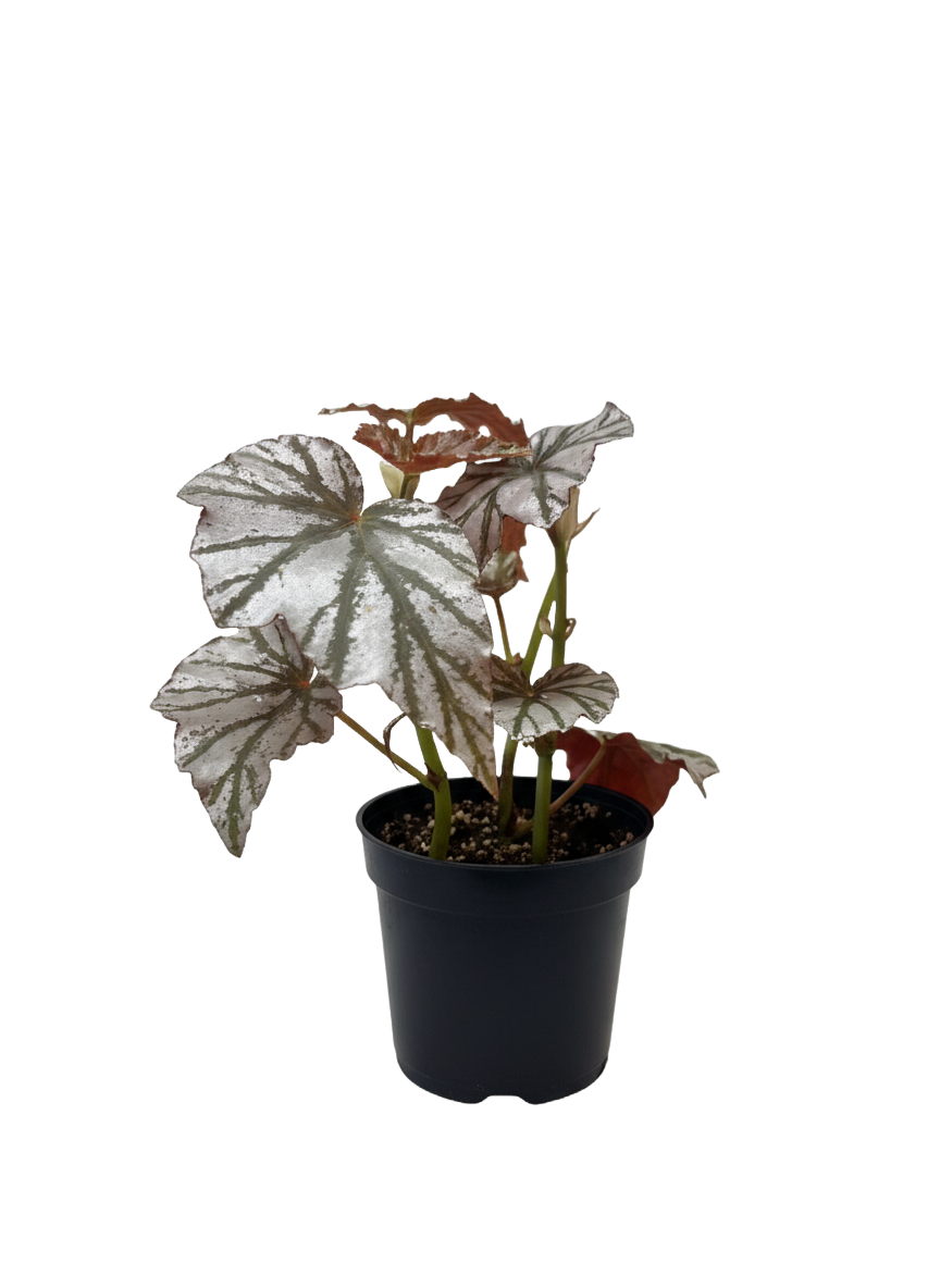 Begonia Rex