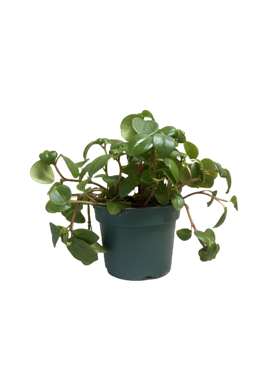 Peperomia Red Stem