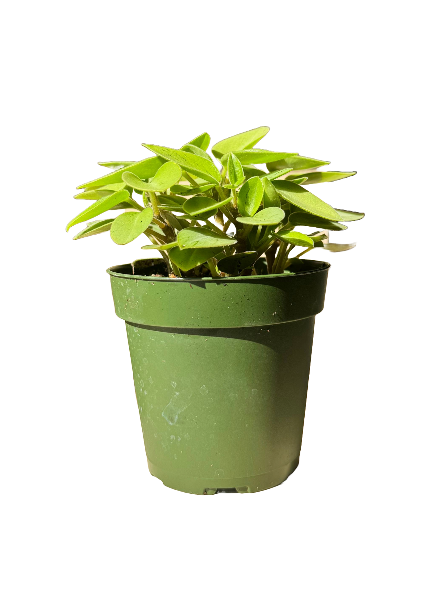 Peperomia Pixie Lime
