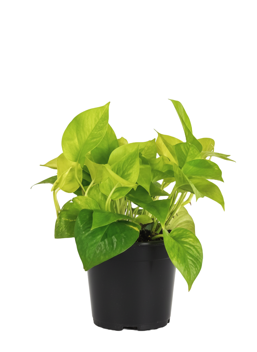 Pothos Neon