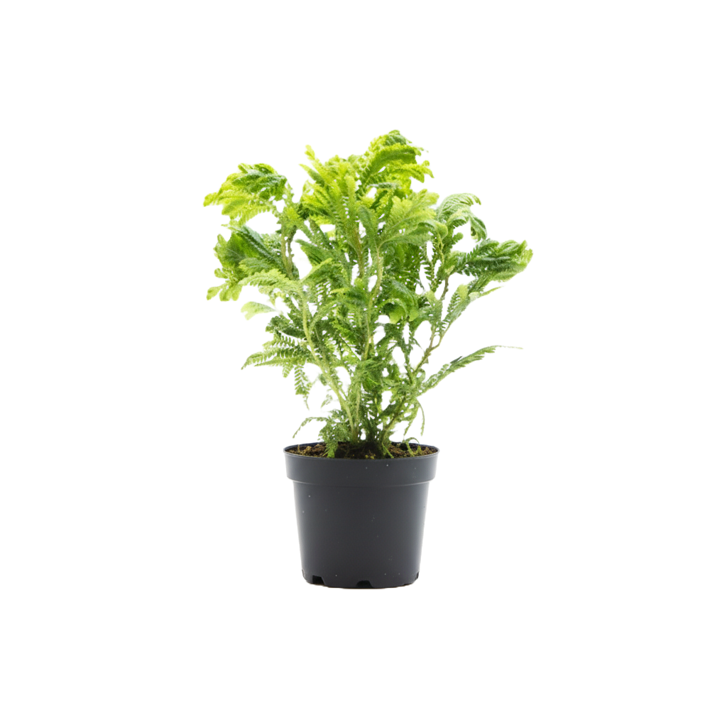 Moss Fern Selaginella