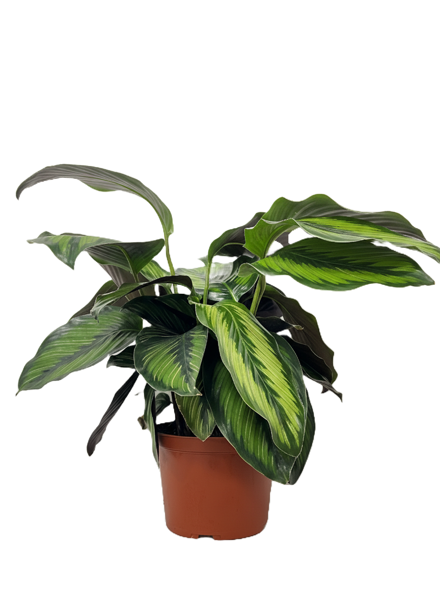 Calathea Beauty Star