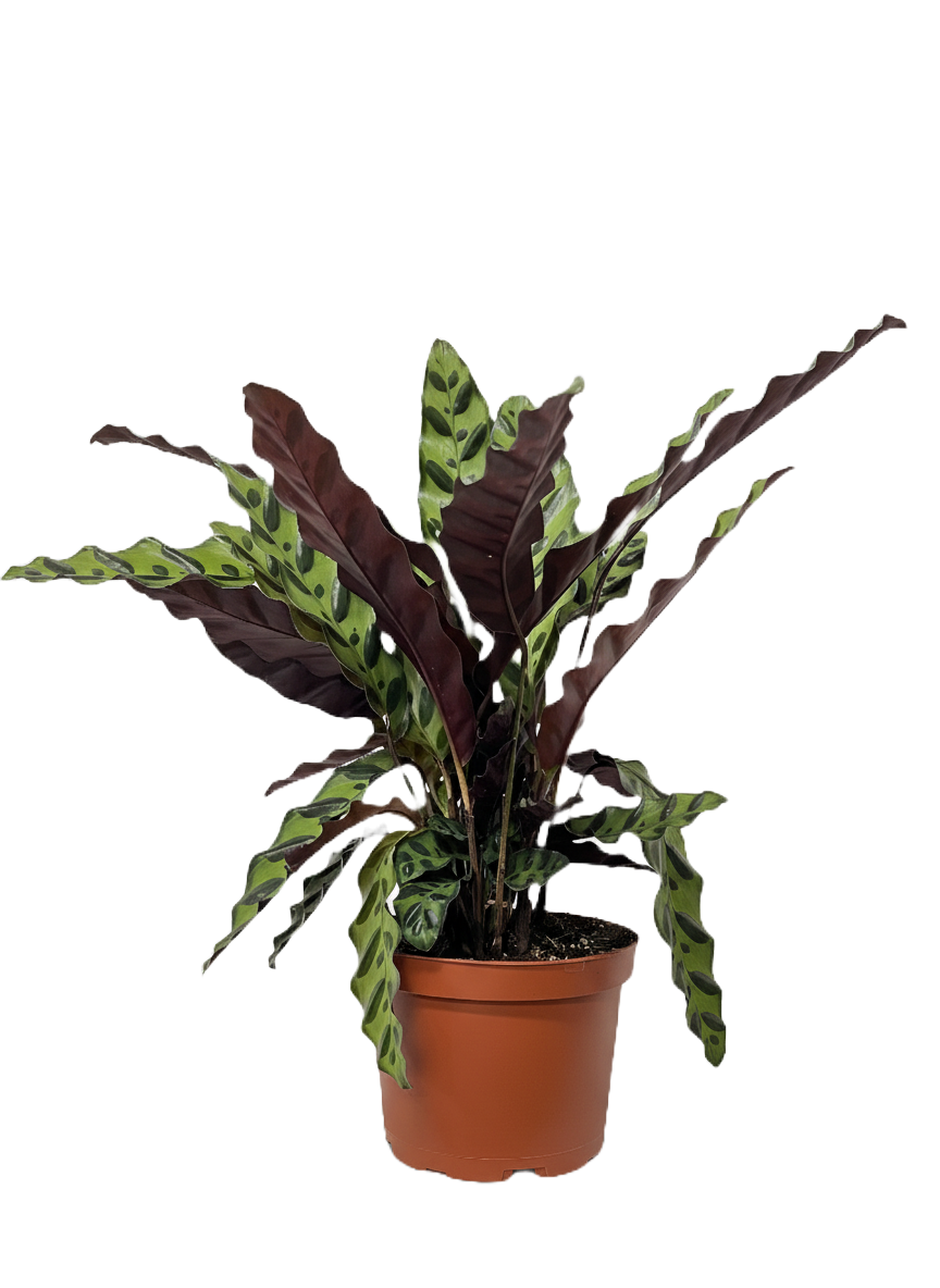 Calathea Lancifolia