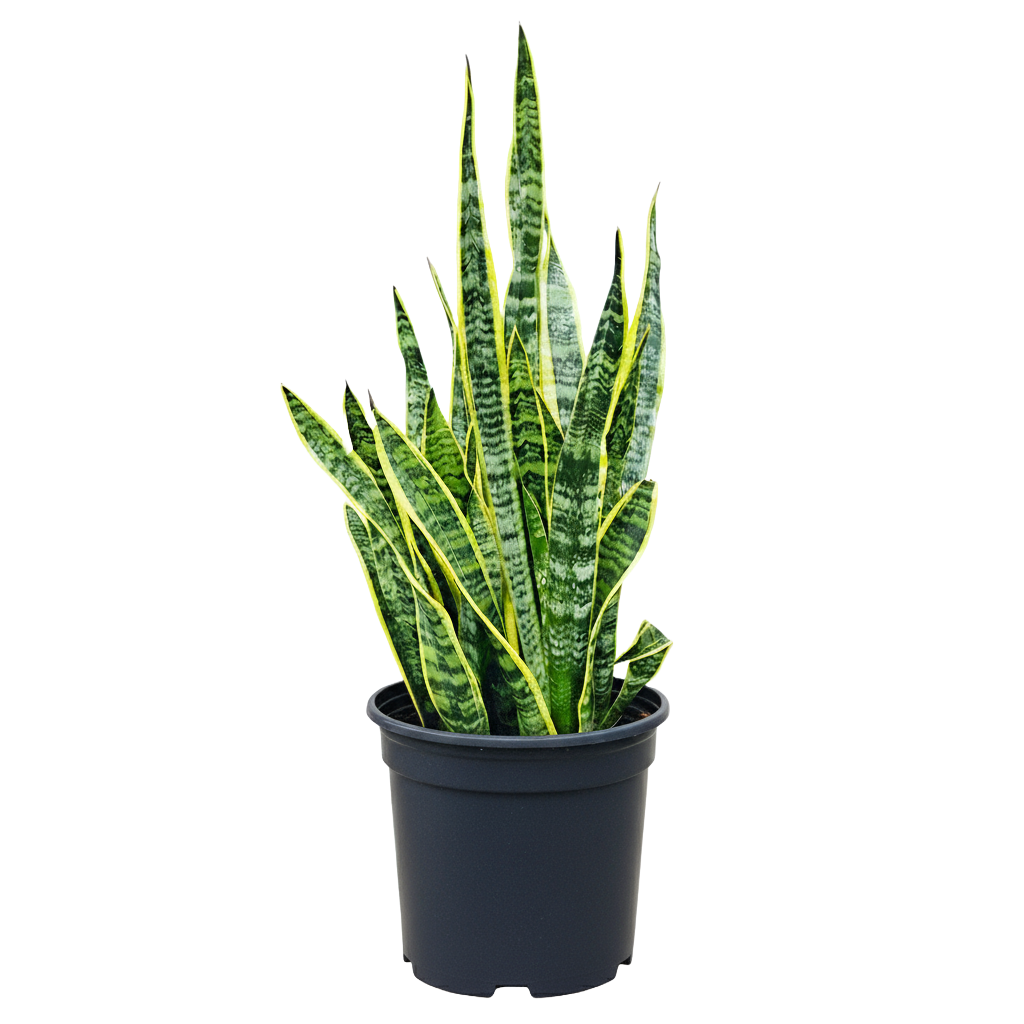 Snake Plant Laurentii