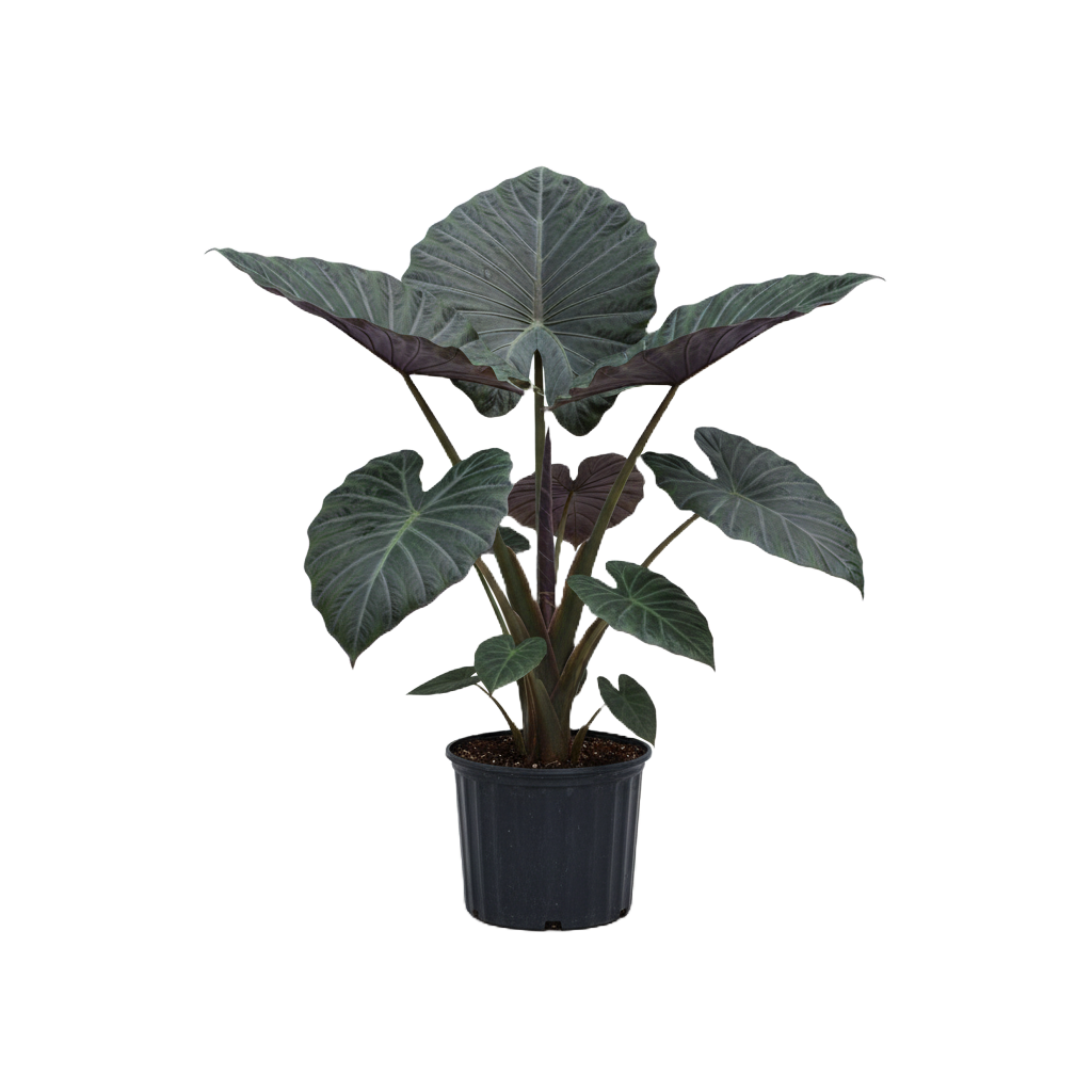 Alocasia Regal Shield