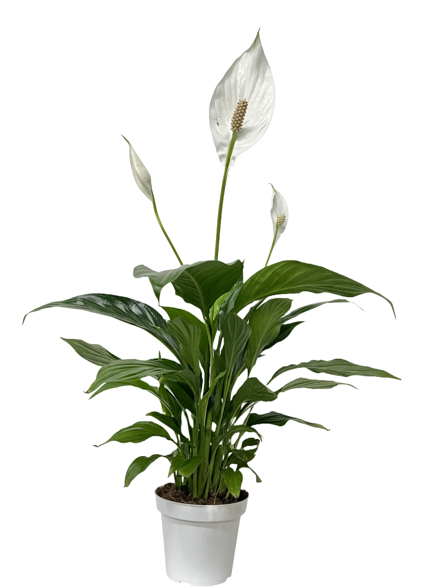 Peace Lily