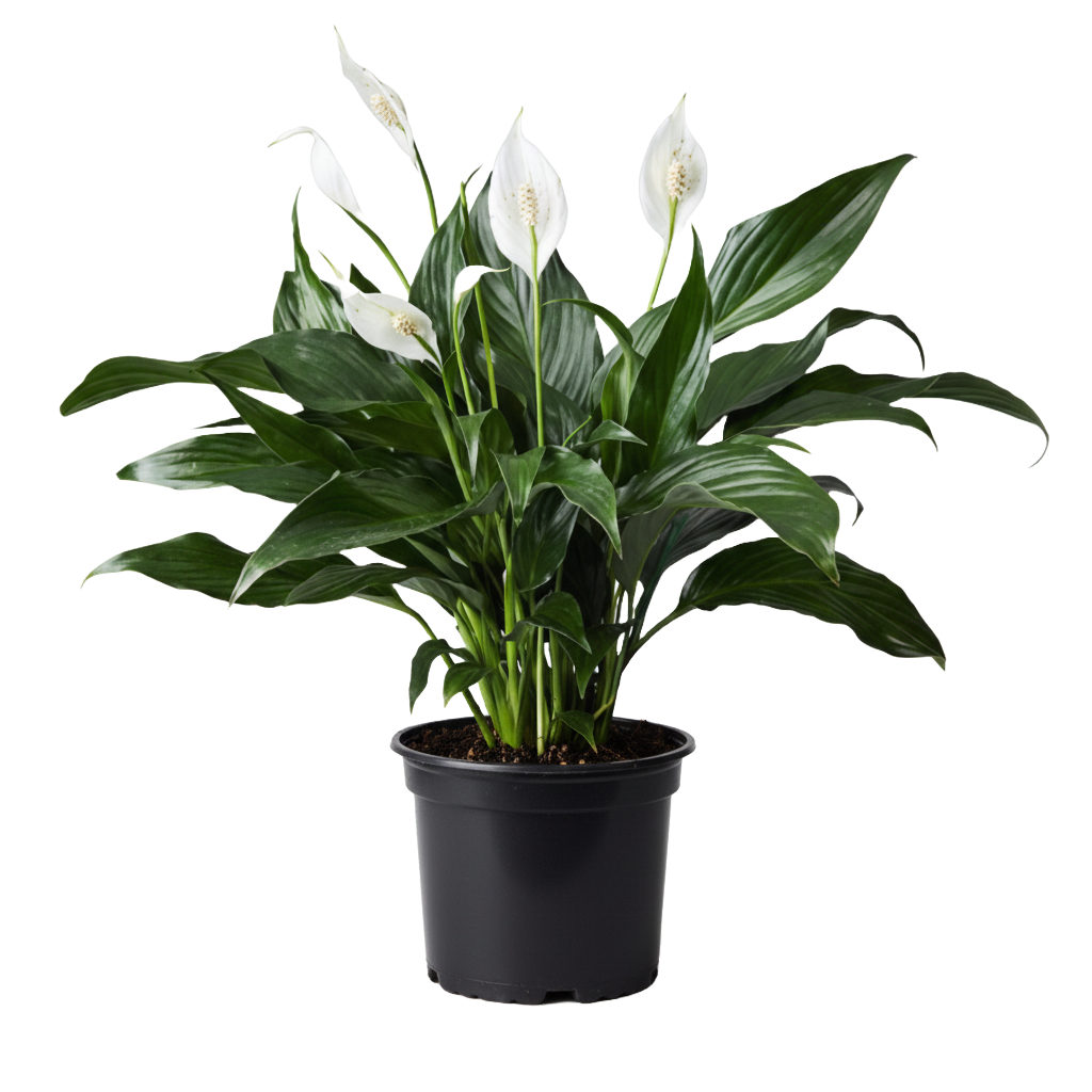 Peace Lily
