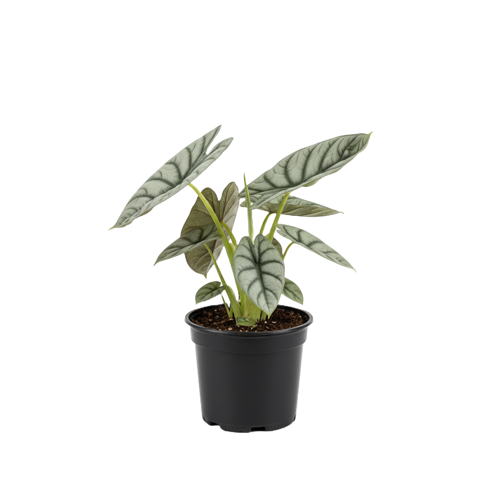 Alocasia Silver Dragon