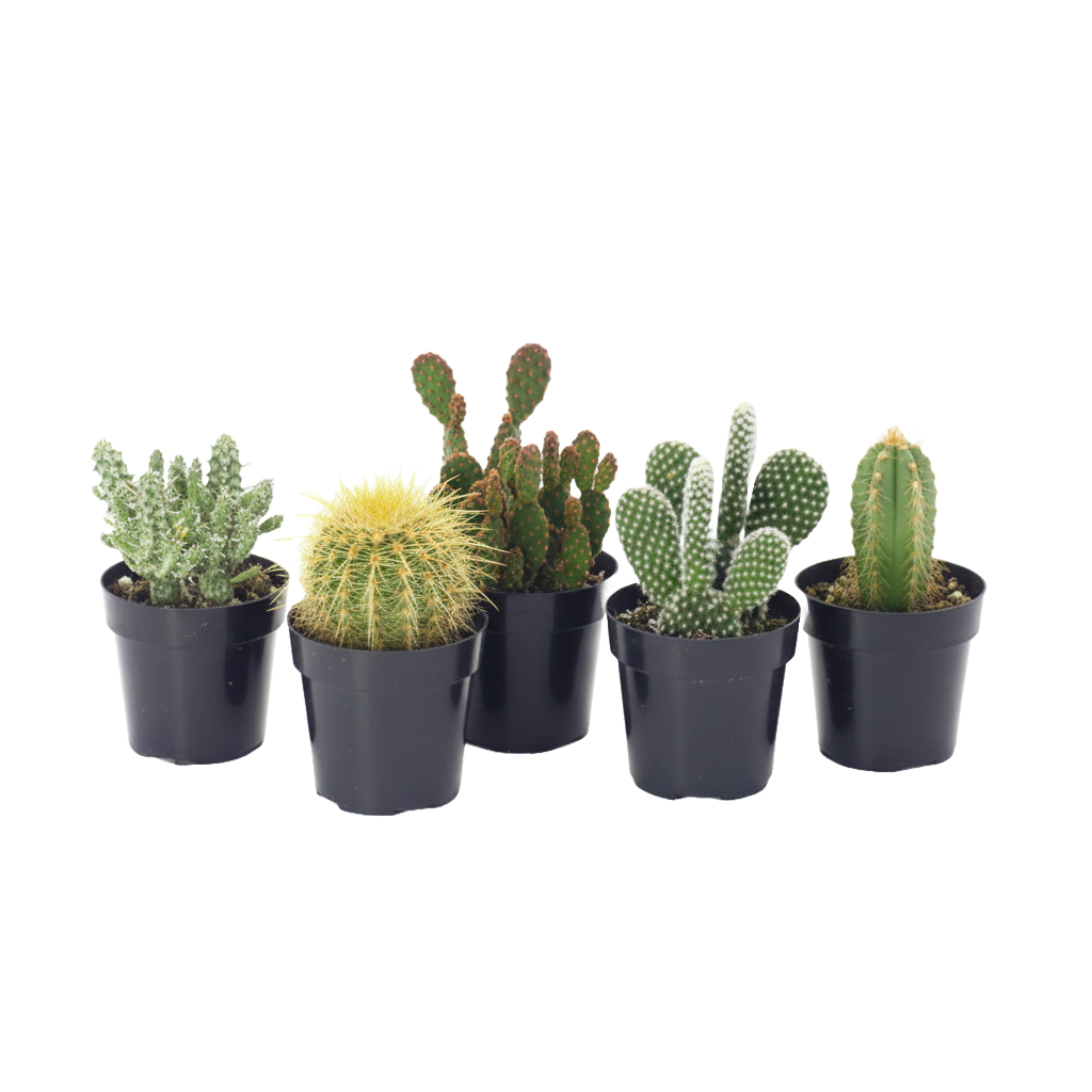 Cactus Assorted