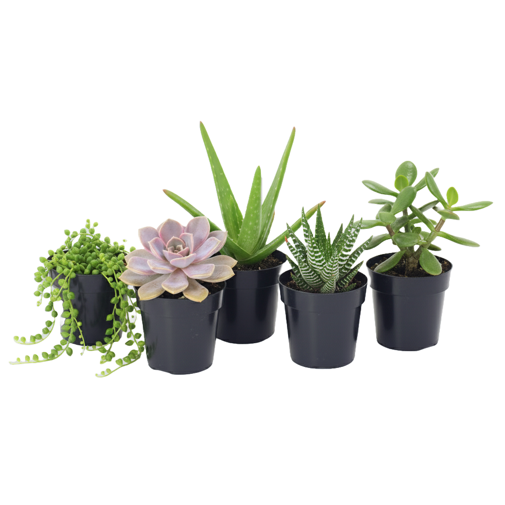 Succulent Assorted