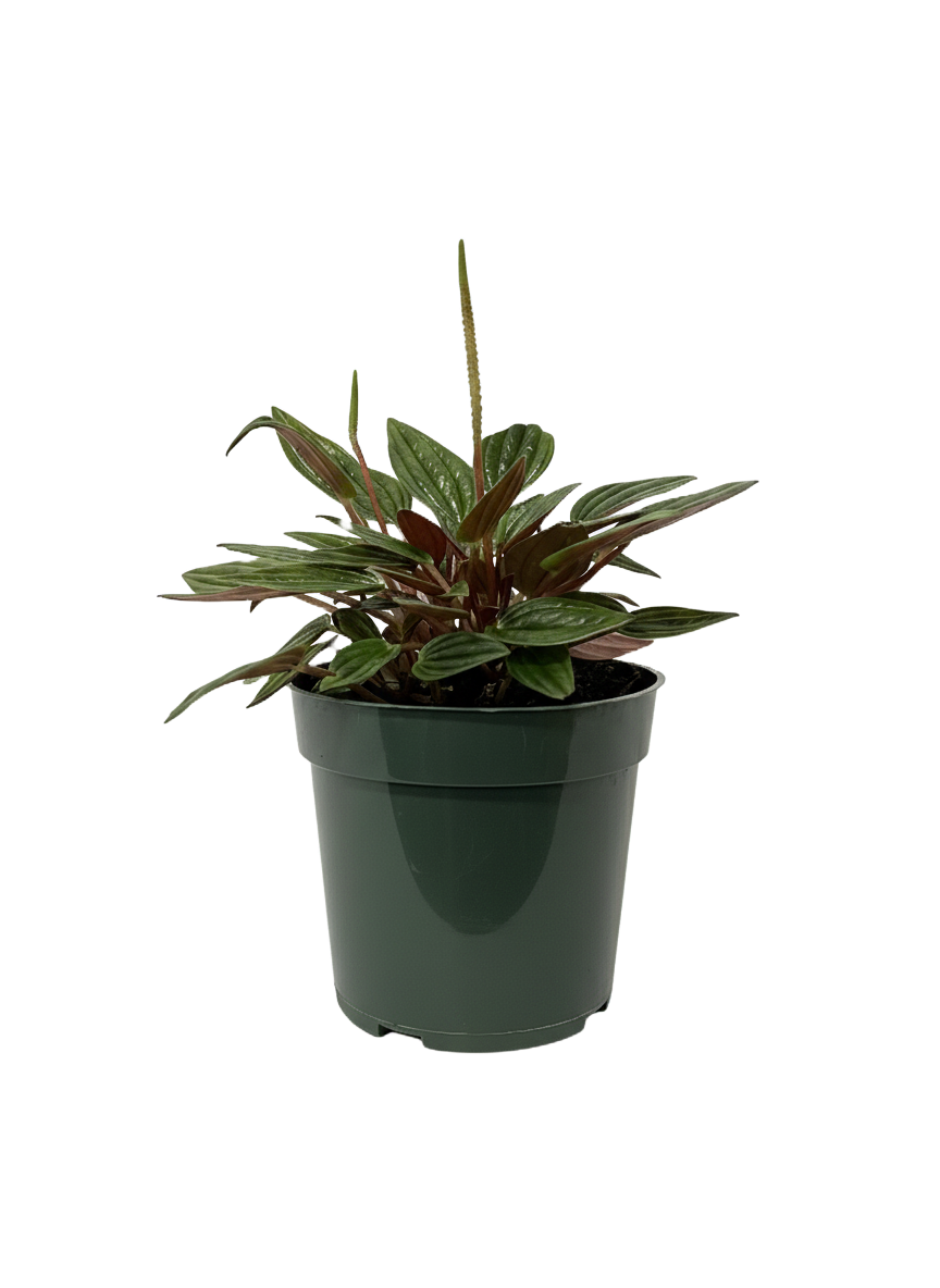 Peperomia San Marino
