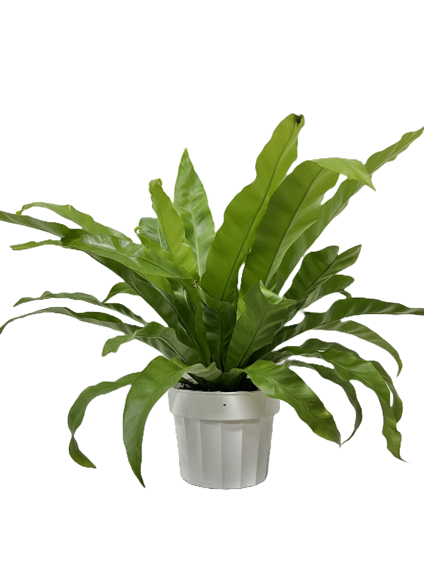 Birds Nest Fern