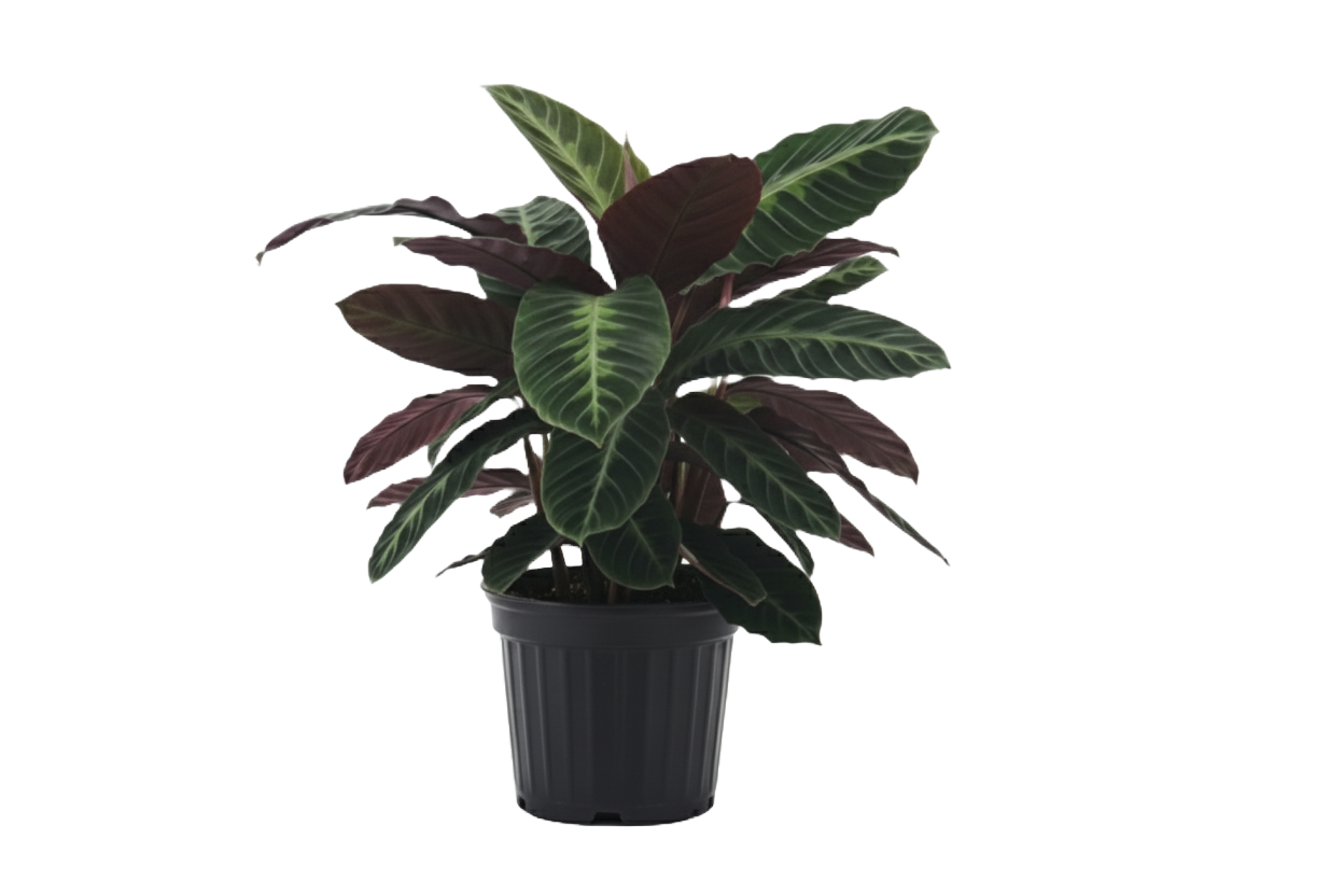 Calathea Warscewiczii