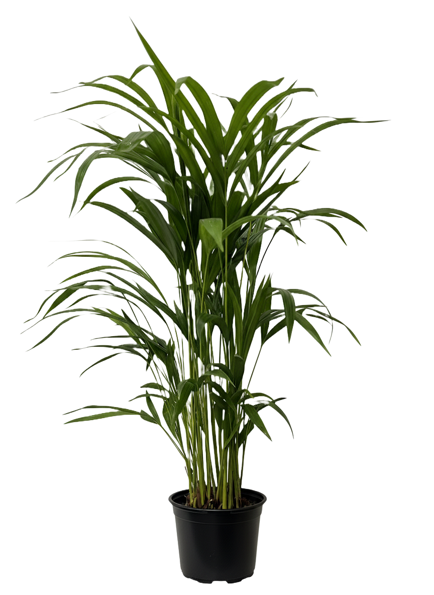 Areca Palm