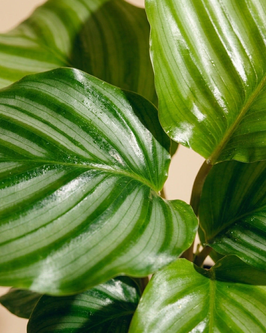 Calathea Orbifolia