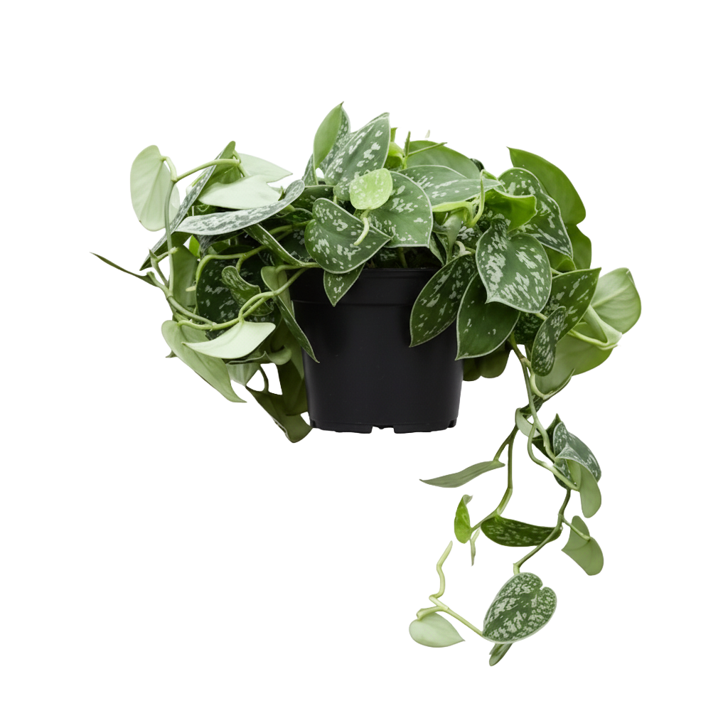 Satin Pothos