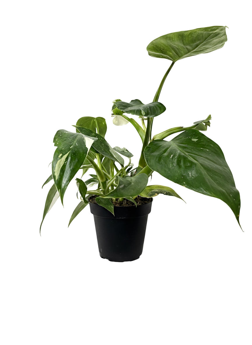 Philodendron White Wizard
