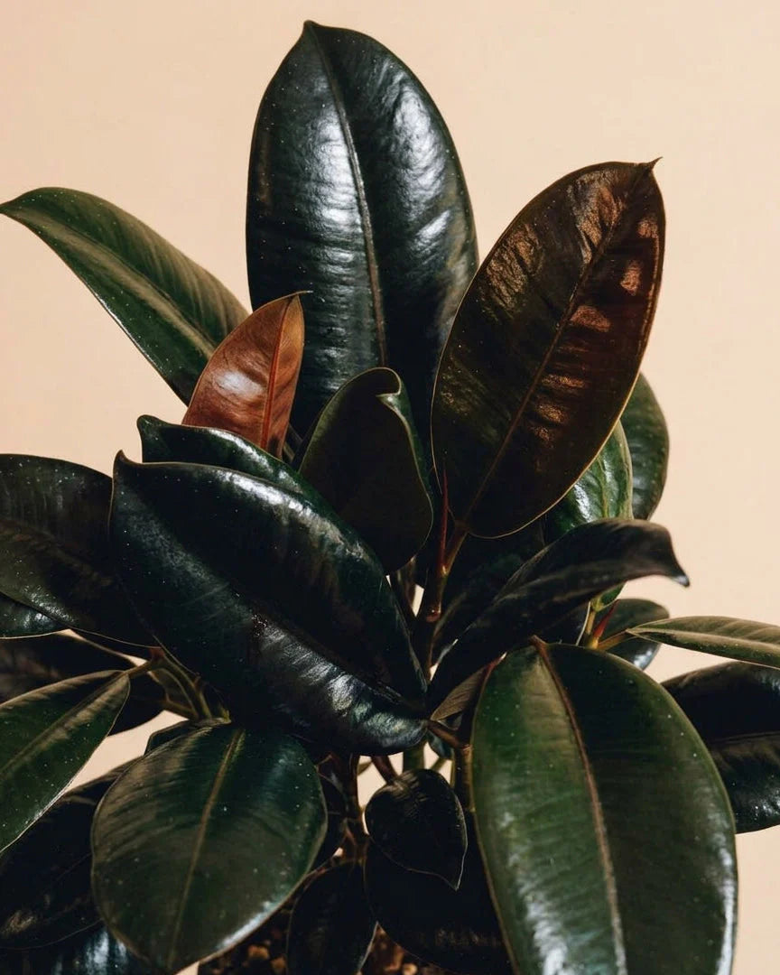 Ficus Care