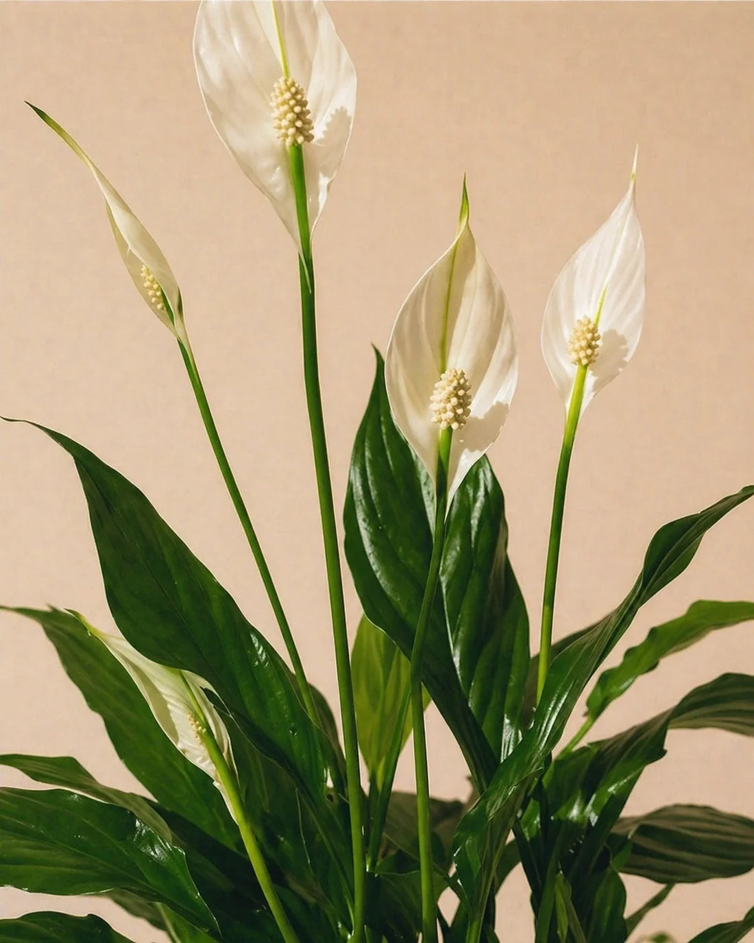 Peace Lily (Spathiphyllum) Care
