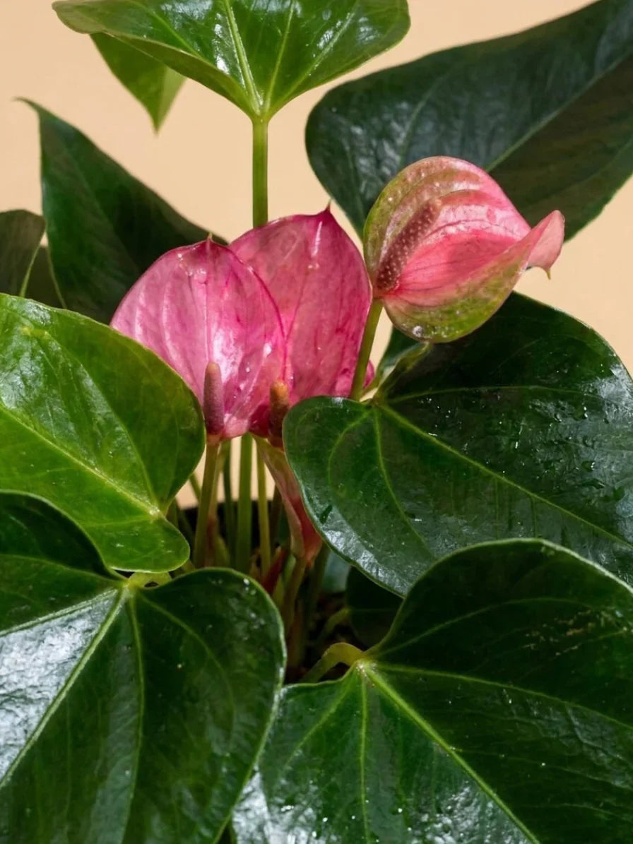 Anthurium Care Guide