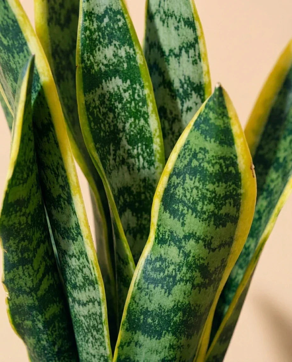 Snake Plant (Sanseveria) Care
