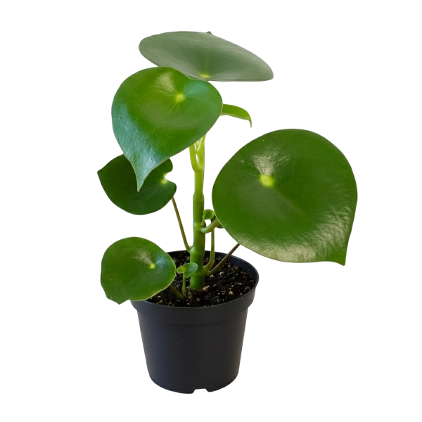 Peperomia Care