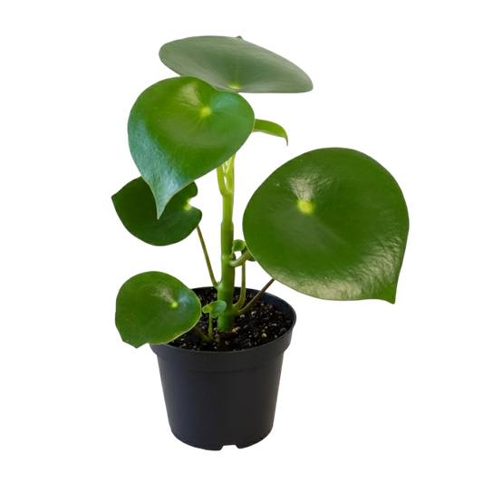 Peperomia Care