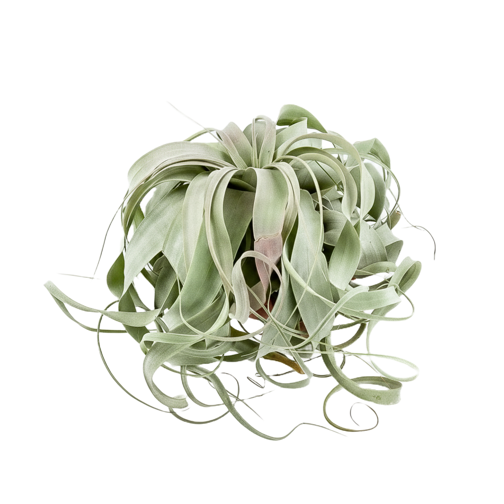 Airplants