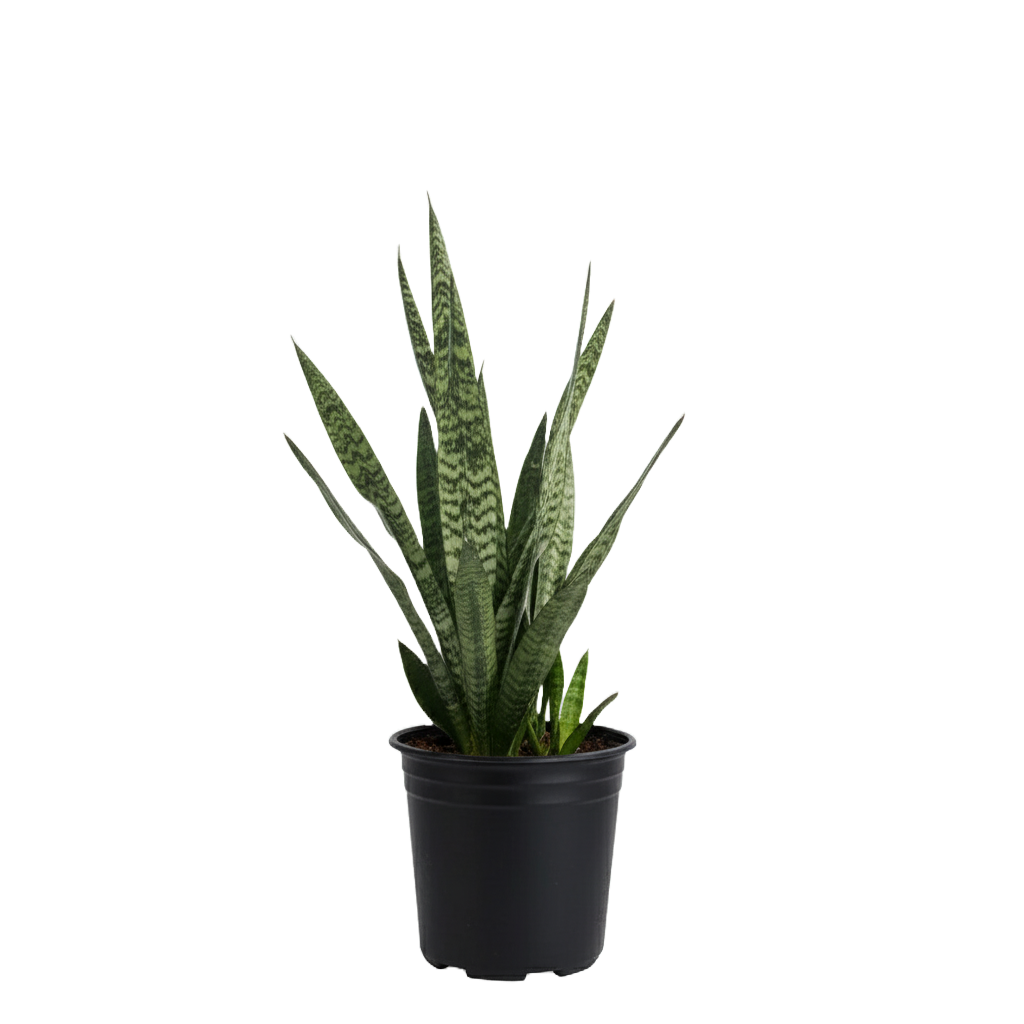 Snake Plant (Sanseveria) Care