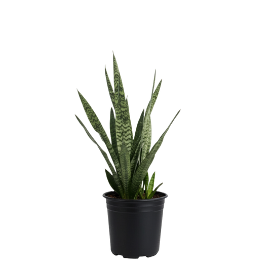 Snake Plant (Sanseveria) Care