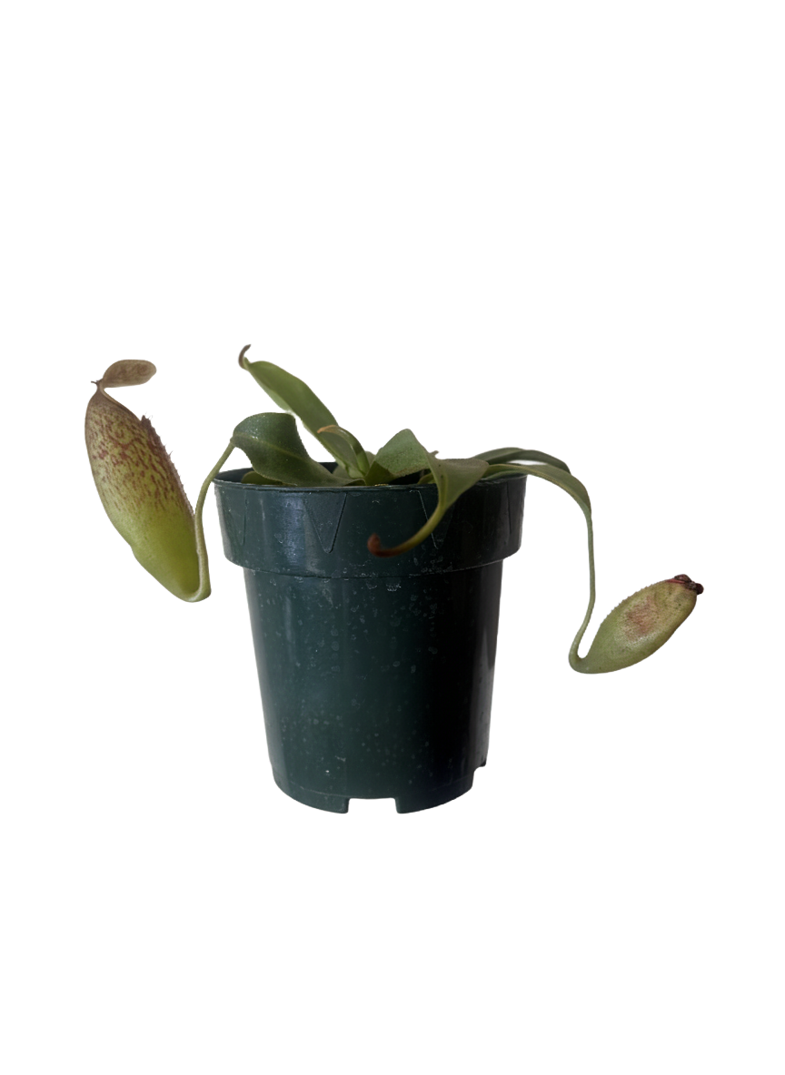 Pitcher Plant Care