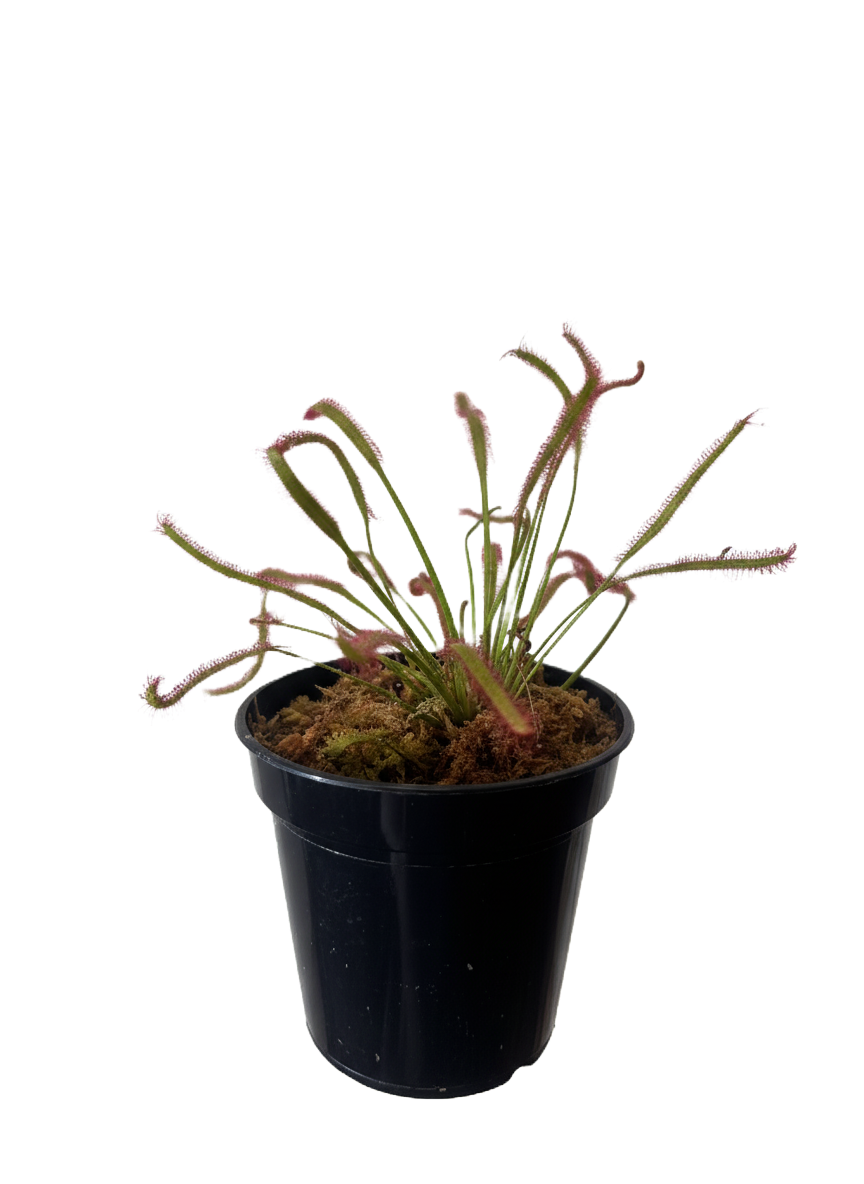 Sundew Plant Care